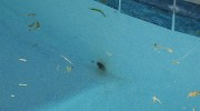 Side Wall Rebar Rust Pool Stain