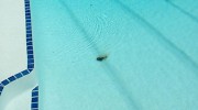Bottom Rebar Rust Pool Stain
