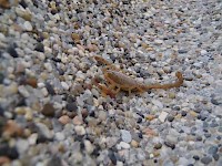 Scorpion